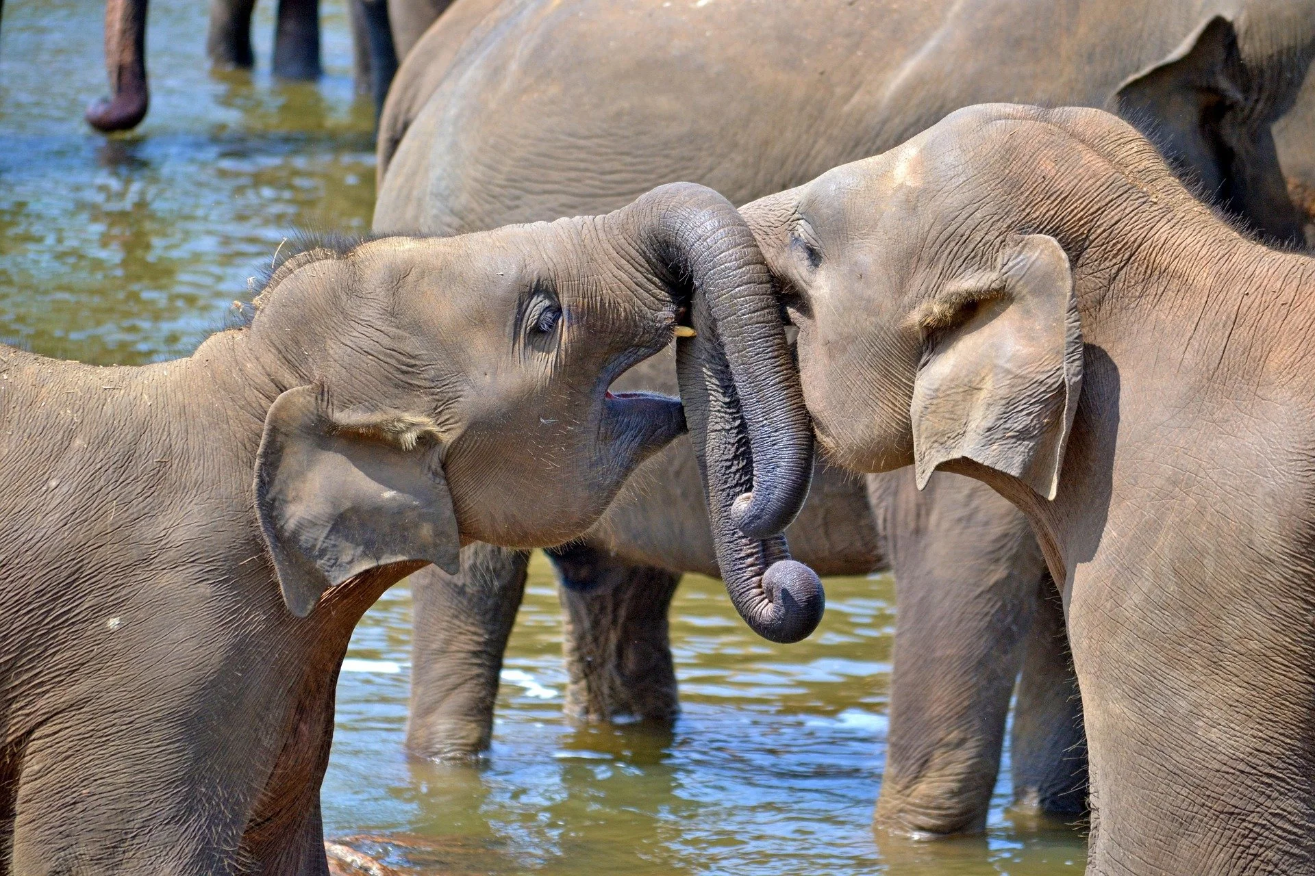Two elephants in Yala Sri Lanka, touching their trunks together.