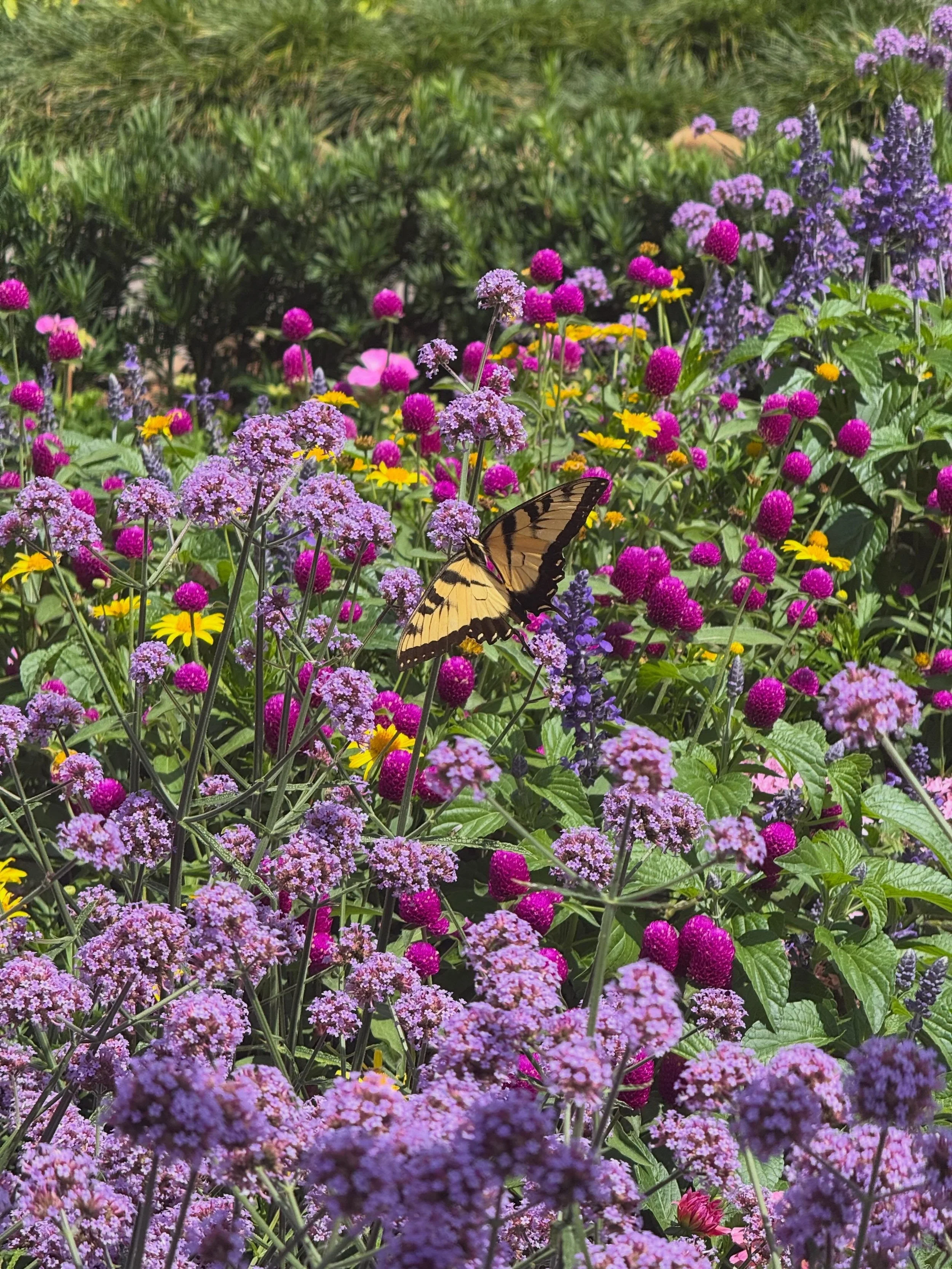 Things I found beautiful but didn&rsquo;t post from our Florida trip

✨ Wildlife 
✨ Flowers
✨ St Augustine Architecture
✨ Wandering Disney Property
✨ EPCOT Flower &amp; Garden
