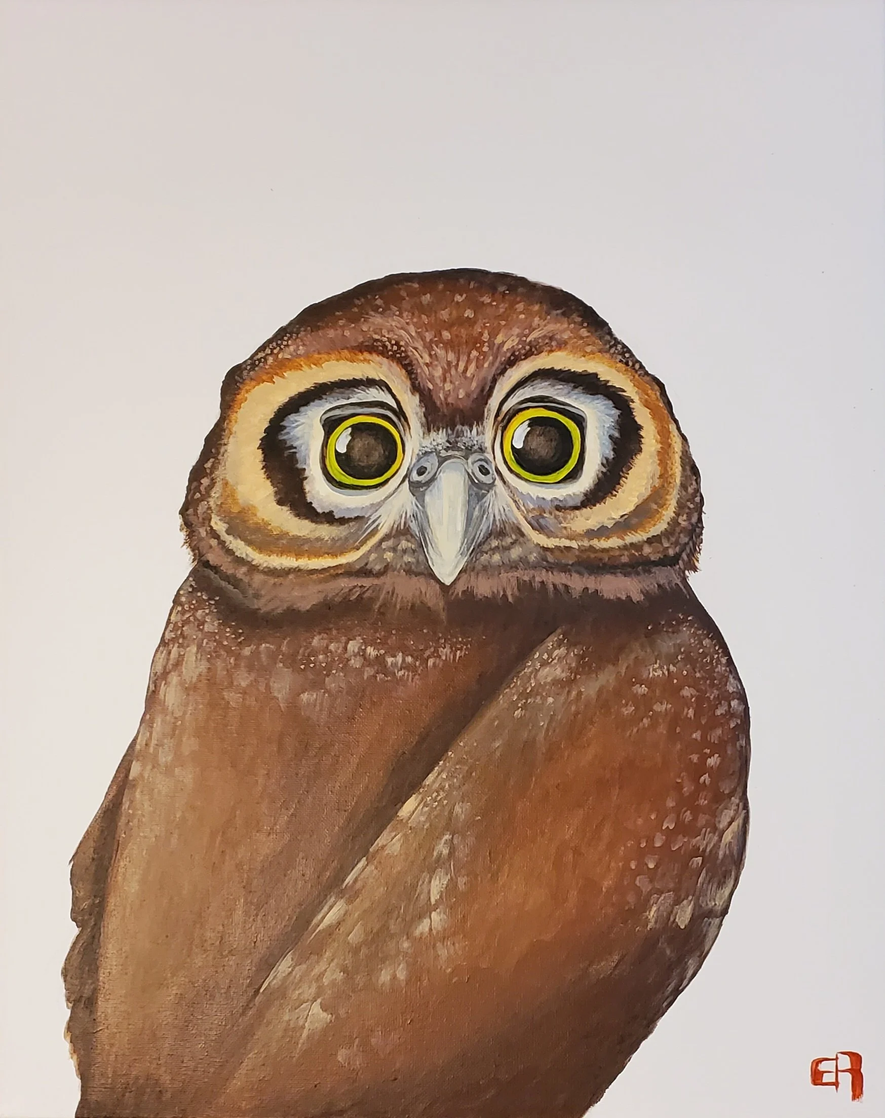 Pygmy Owl