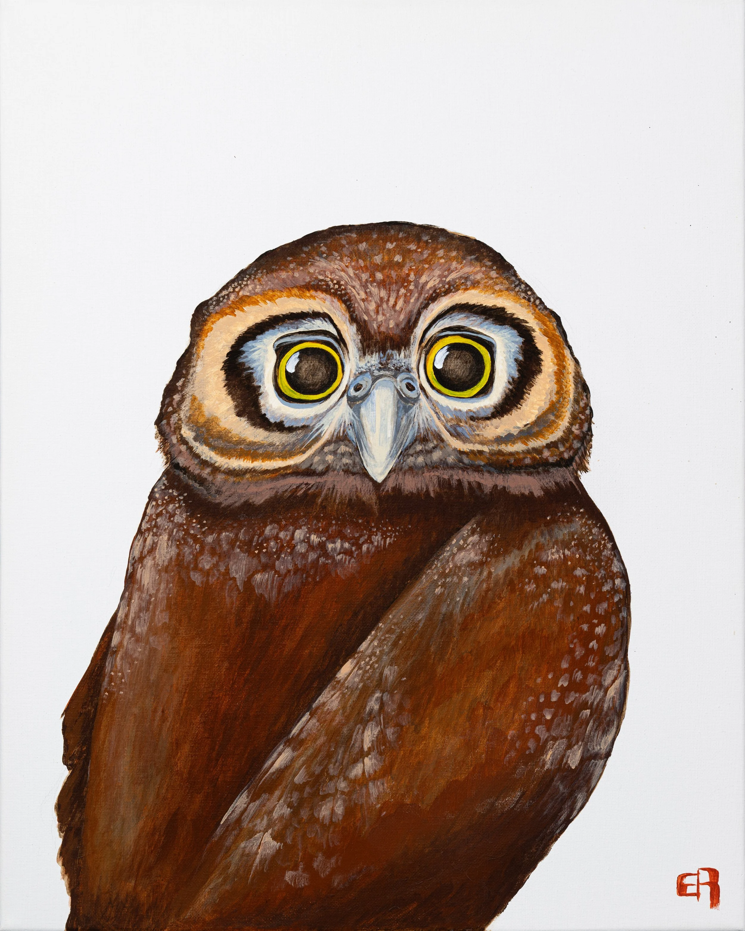 Pygmy Owl