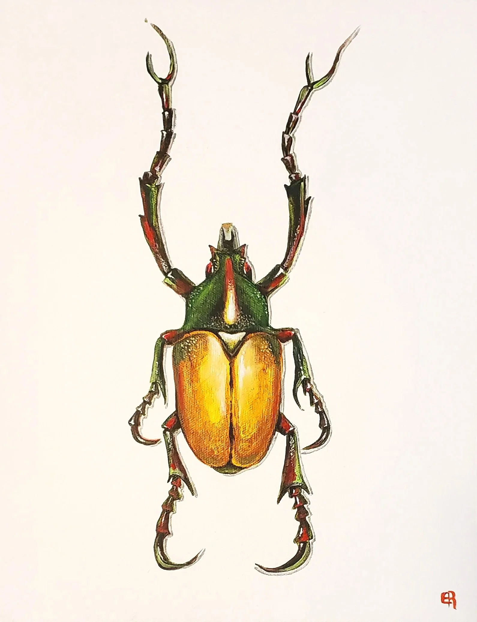 Beetle3+11x14.jpg
