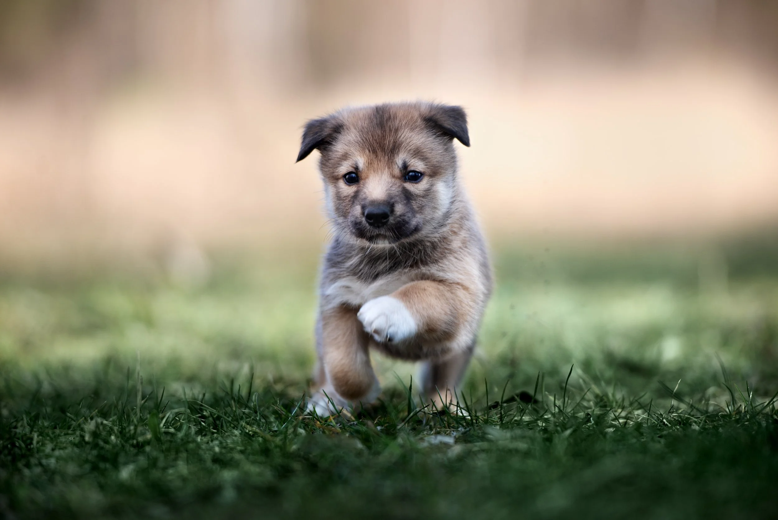 Puppy Skills Sessions (Less than 6 Months Old)