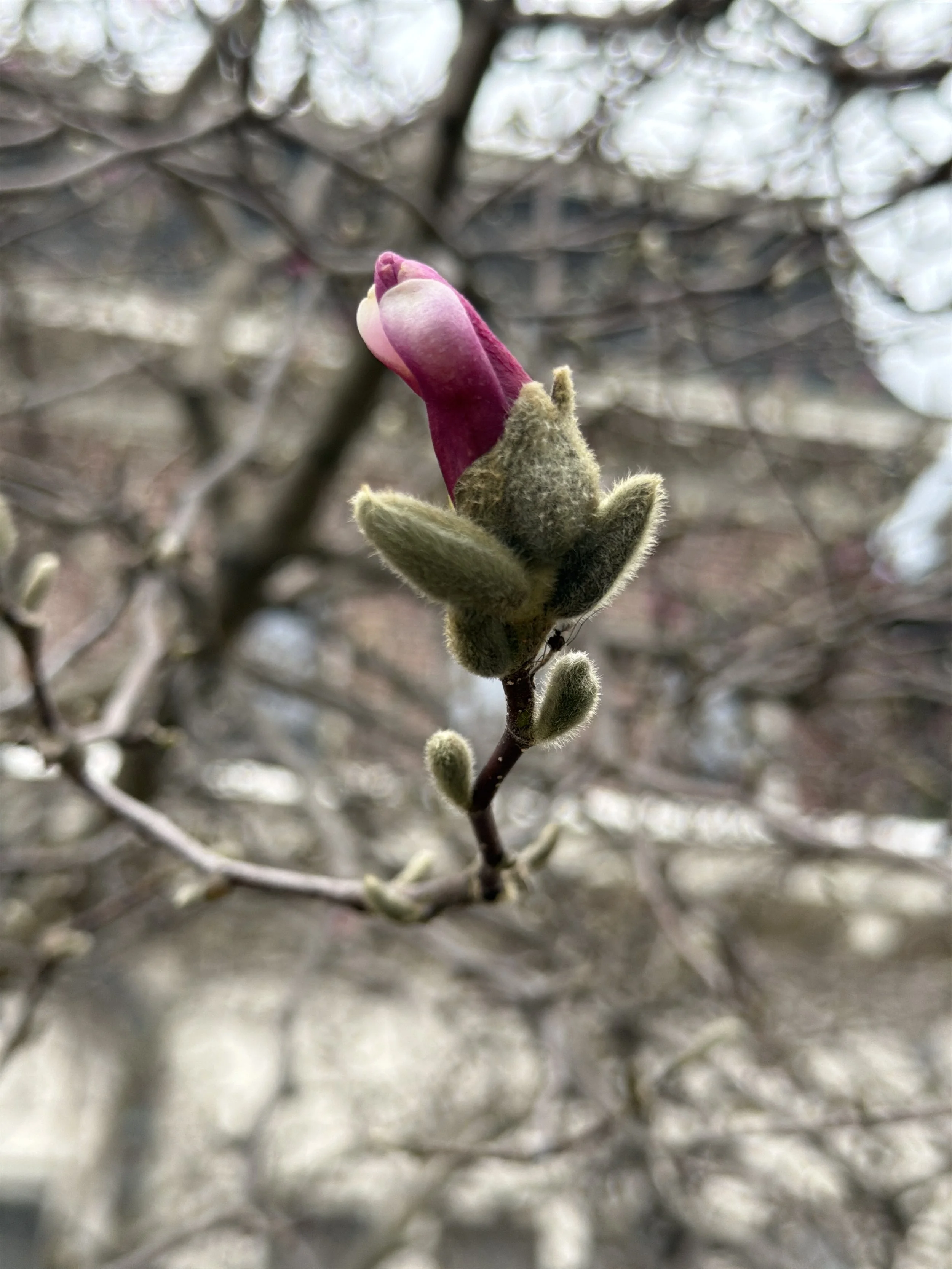 IMG_1104.jpeg