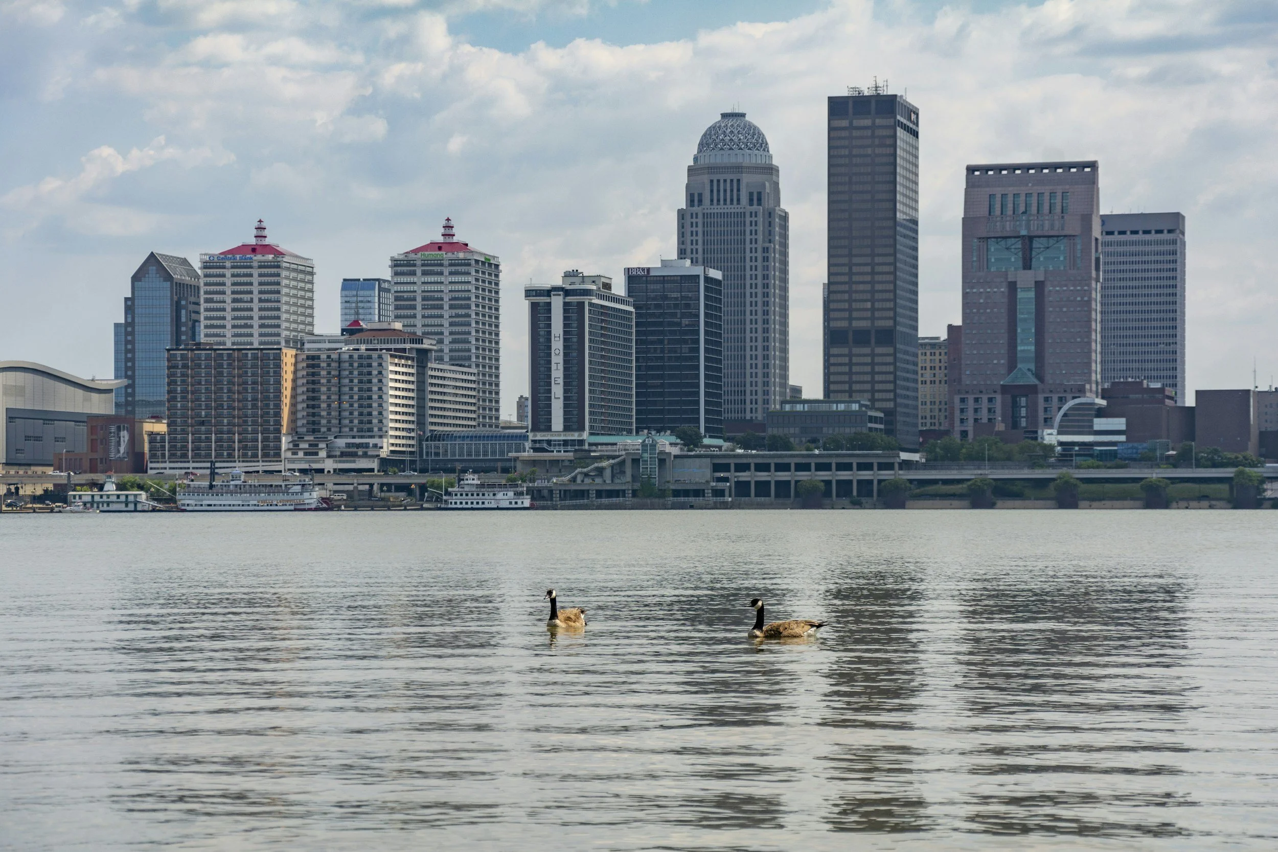 A city skyline with tall buildings viewed across a body of water, with two geese swimming in the foreground.