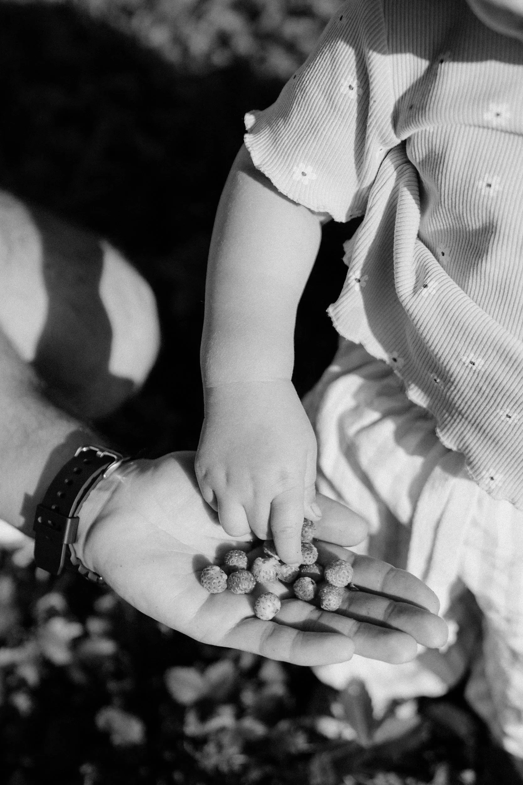 A young child with a small arm reaching into an adult's hand, which holds small berries, possibly strawberries, with the child picking berries.