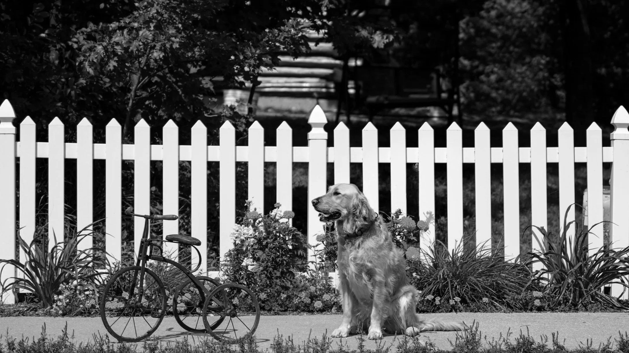 A dog sitting on a sidewalk next to a small vintage bicycle, with a white picket fence and garden in the background.