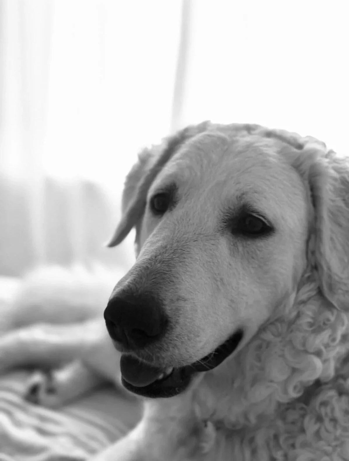 Black and white photo of a golden retriever dog indoors, lying on a blanket, with a soft focused background.