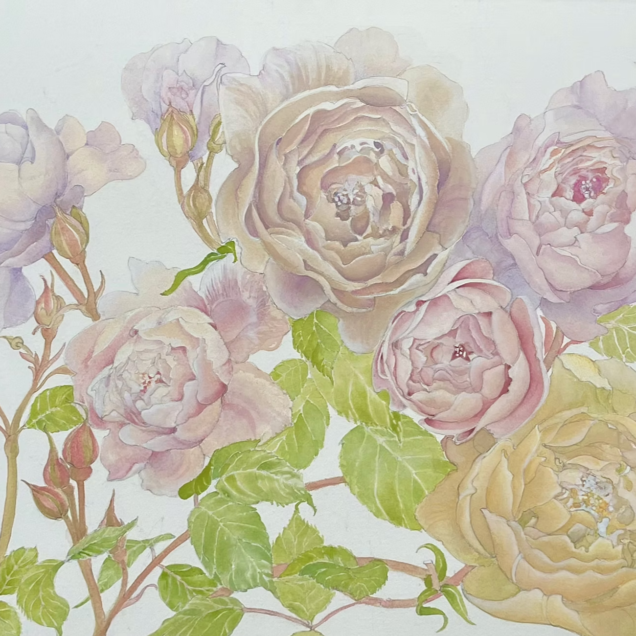 Antique Roses in Spring
(Rosa sp.) 2023 
Watercolour on fine art paper 22in high x 30in wide (Landscape) - Private Collection