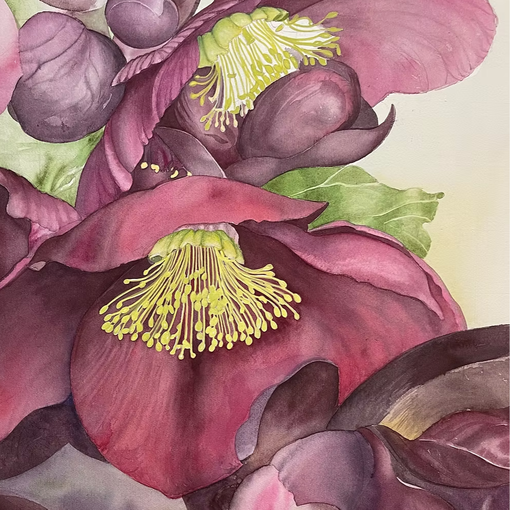 Winter's Glow 
(Helleborus x hybridus) 2023 
Watercolour on fine art paper 24in high x 18in wide (Portrait) - Private Collection