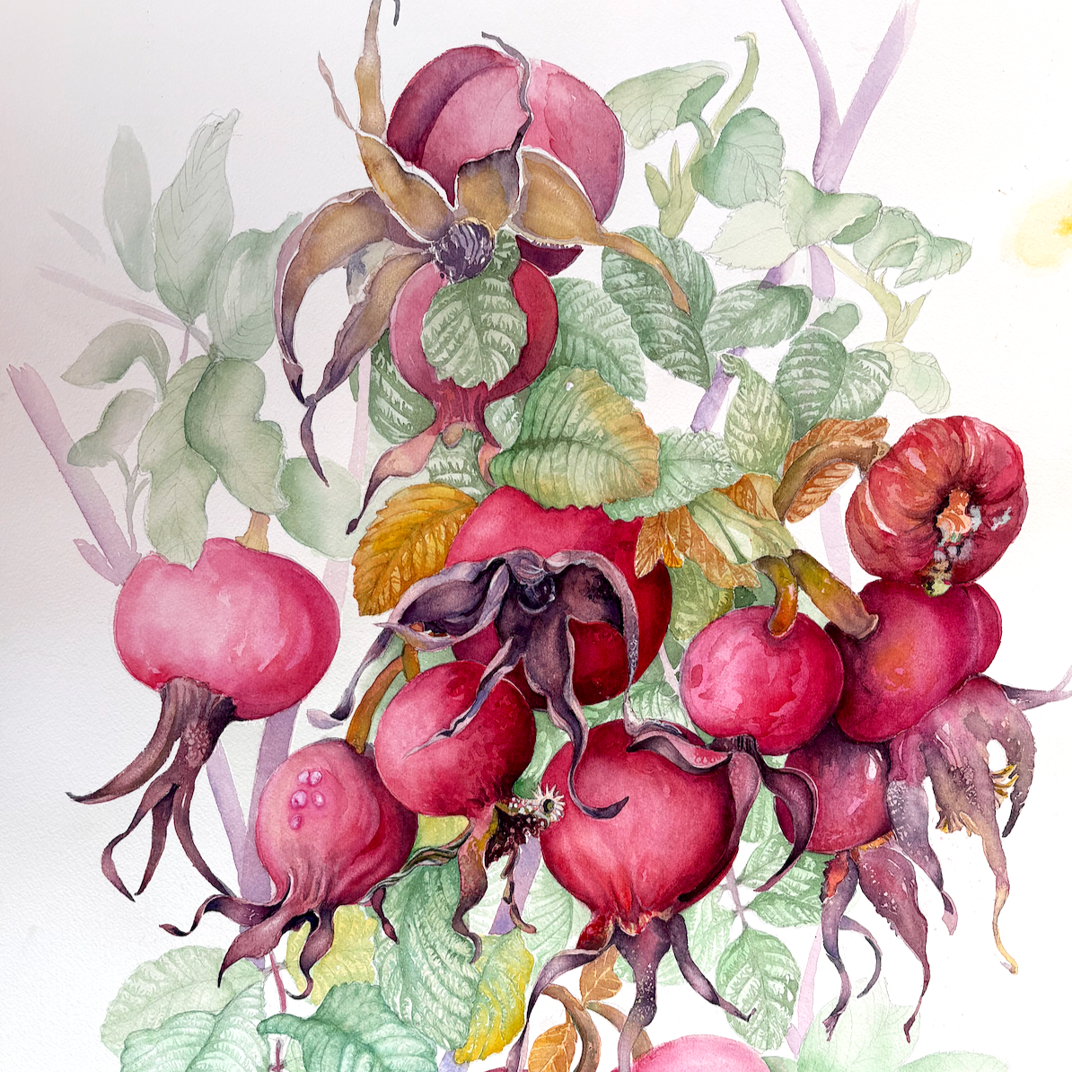 Rosehips In Autumn Splendour 
(Rosa rugosa) 2025 
Watercolour on fine art paper 24in high x 18in wide (Portrait) ~ Available