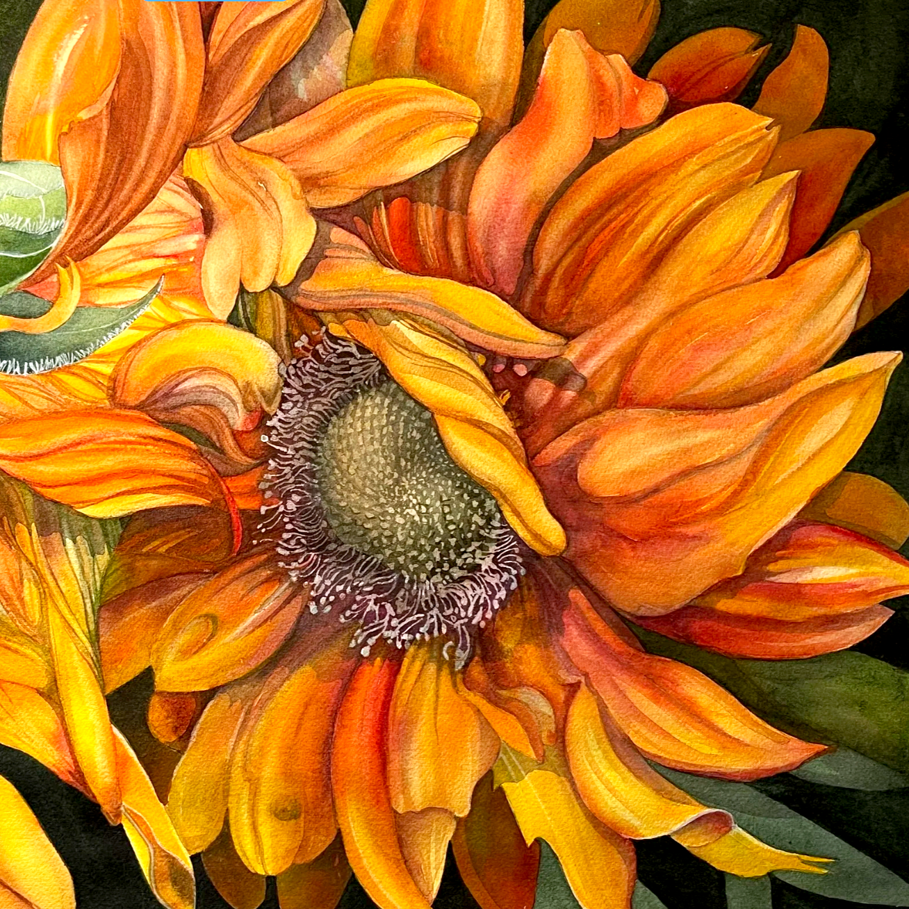 Sunflowers Like Taffetta in Summer
(Helianthus annus) 2025 
Watercolour on fine art paper 18in high x 24in wide (Landscape) ~ Available