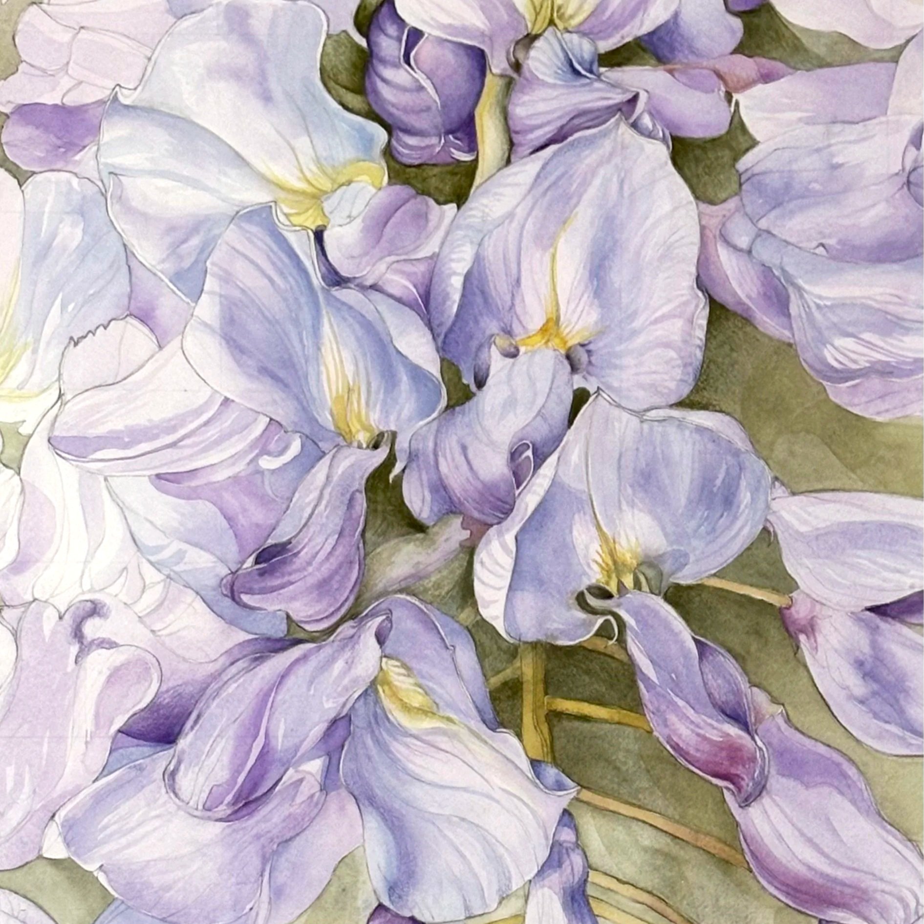 Purple Petal Dance in Spring 
(Wisteria sinensis) 2023 
Watercolour on fine art paper 24in high x 18in wide. (Portrait) ~ Available