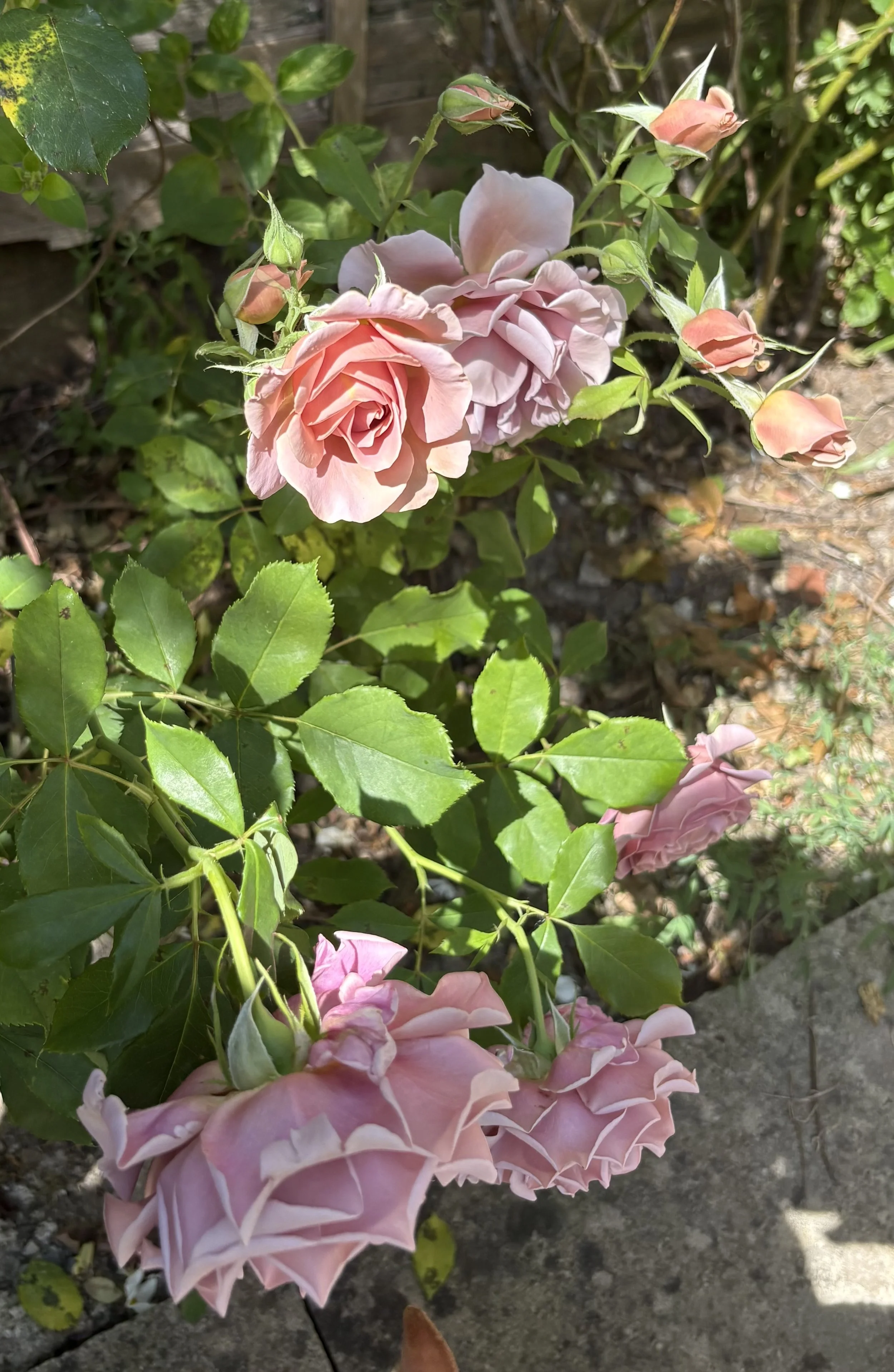 IMG_3959.jpeg