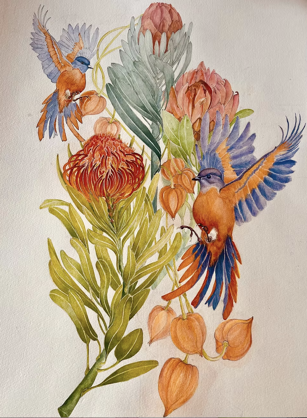 Flying with Chinese Lanterns  (Genus: Protea.) 2020. 22in x 30in Watercolour on paper (portrait) 