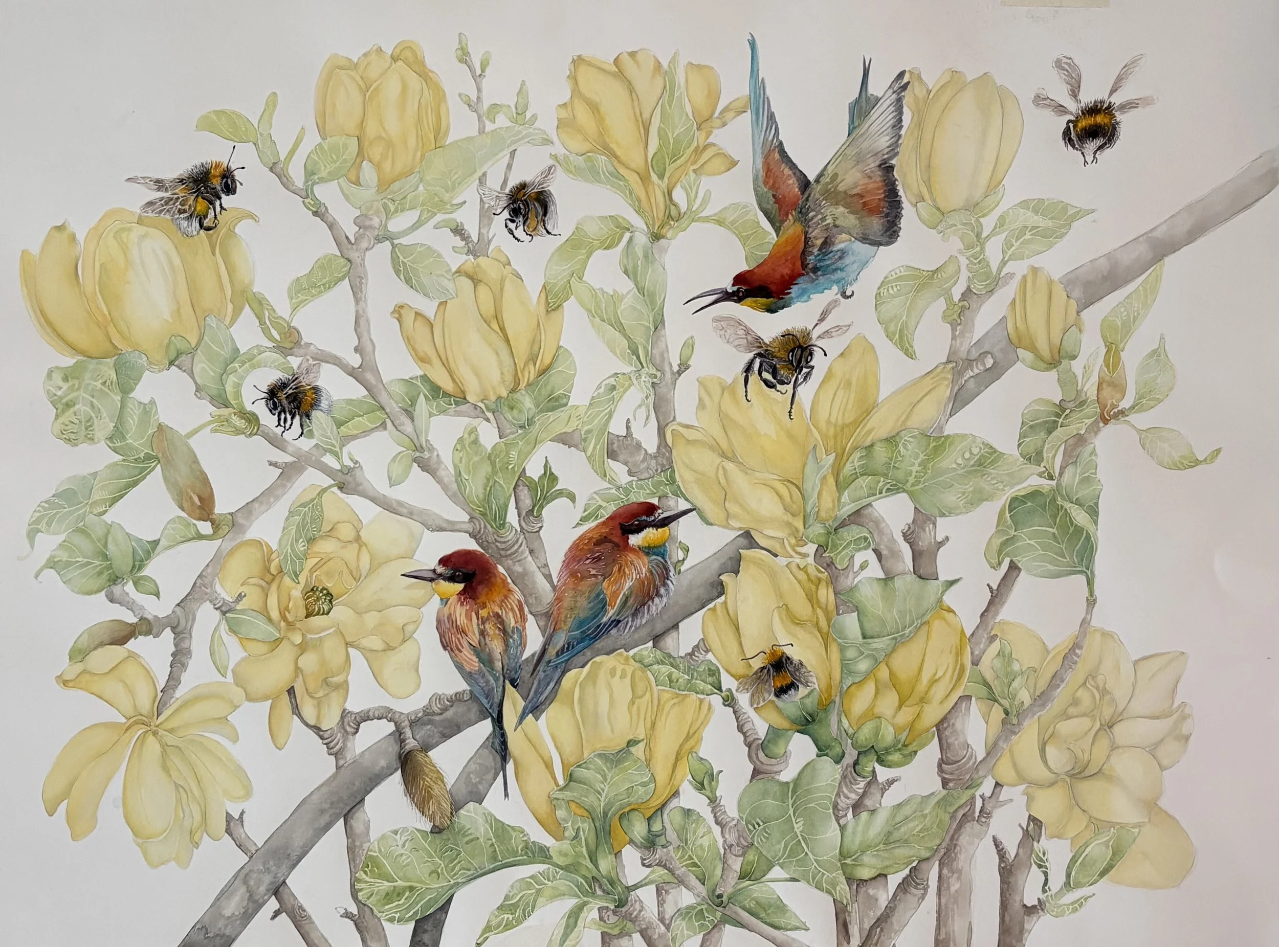 Softly Buzzing By (Magnolia grandiflora) 2025.
Watercolour on paper 
30in x 22in (landscape) 