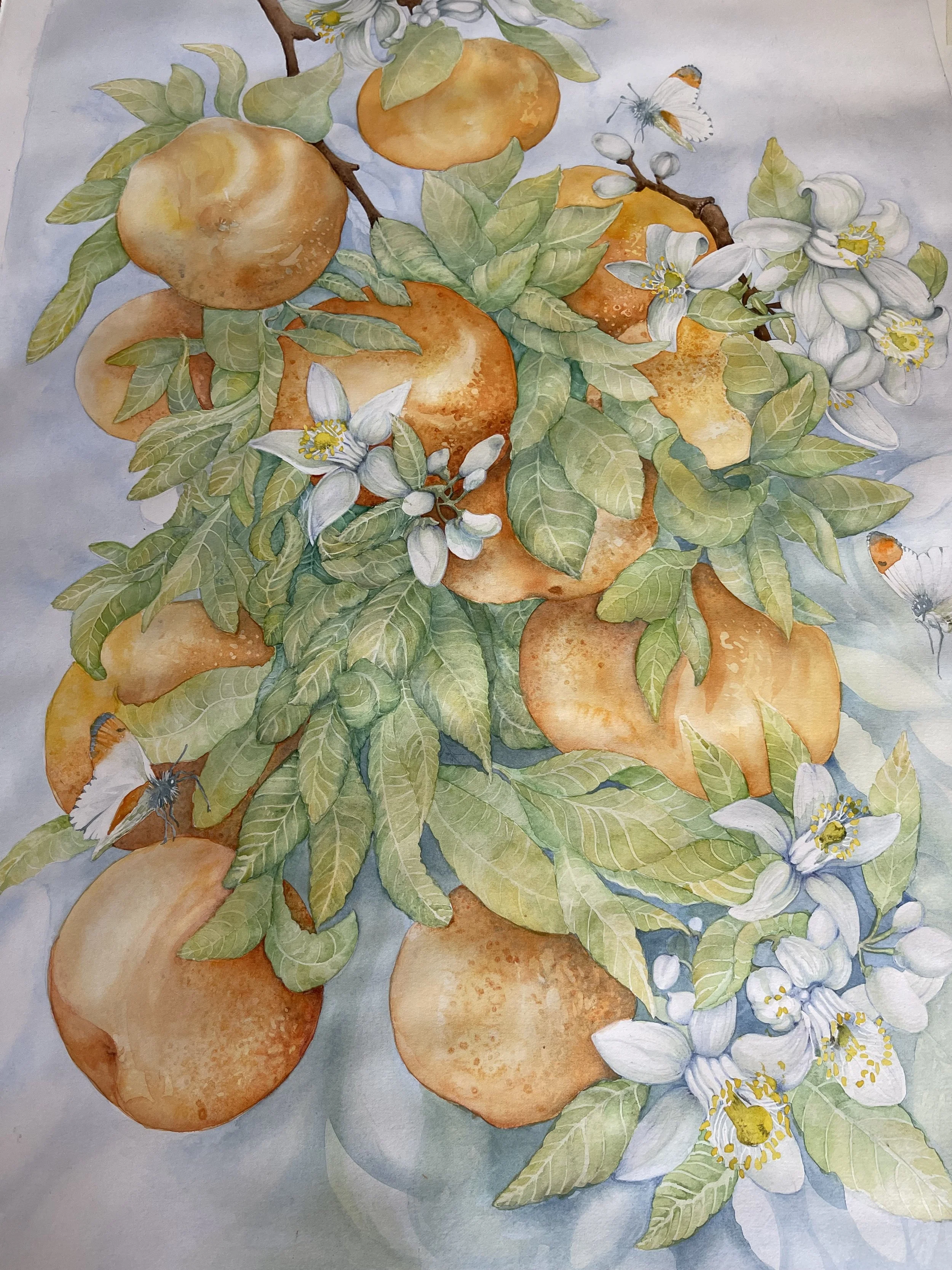 Orange Blossom Butterfly Dance (Citrus Sinensis) 2025. Watercolour on paper 
22in x 30in (portrait) 