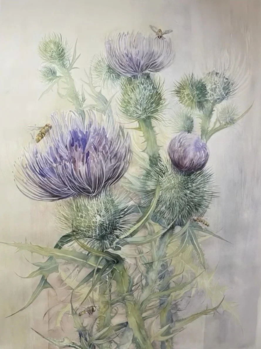 Thistle Fanfare (Cirsium vulgare) 2025 Watercolour on fine art paper 48in high x 31in wide (Portrait) ~ Commission Piece