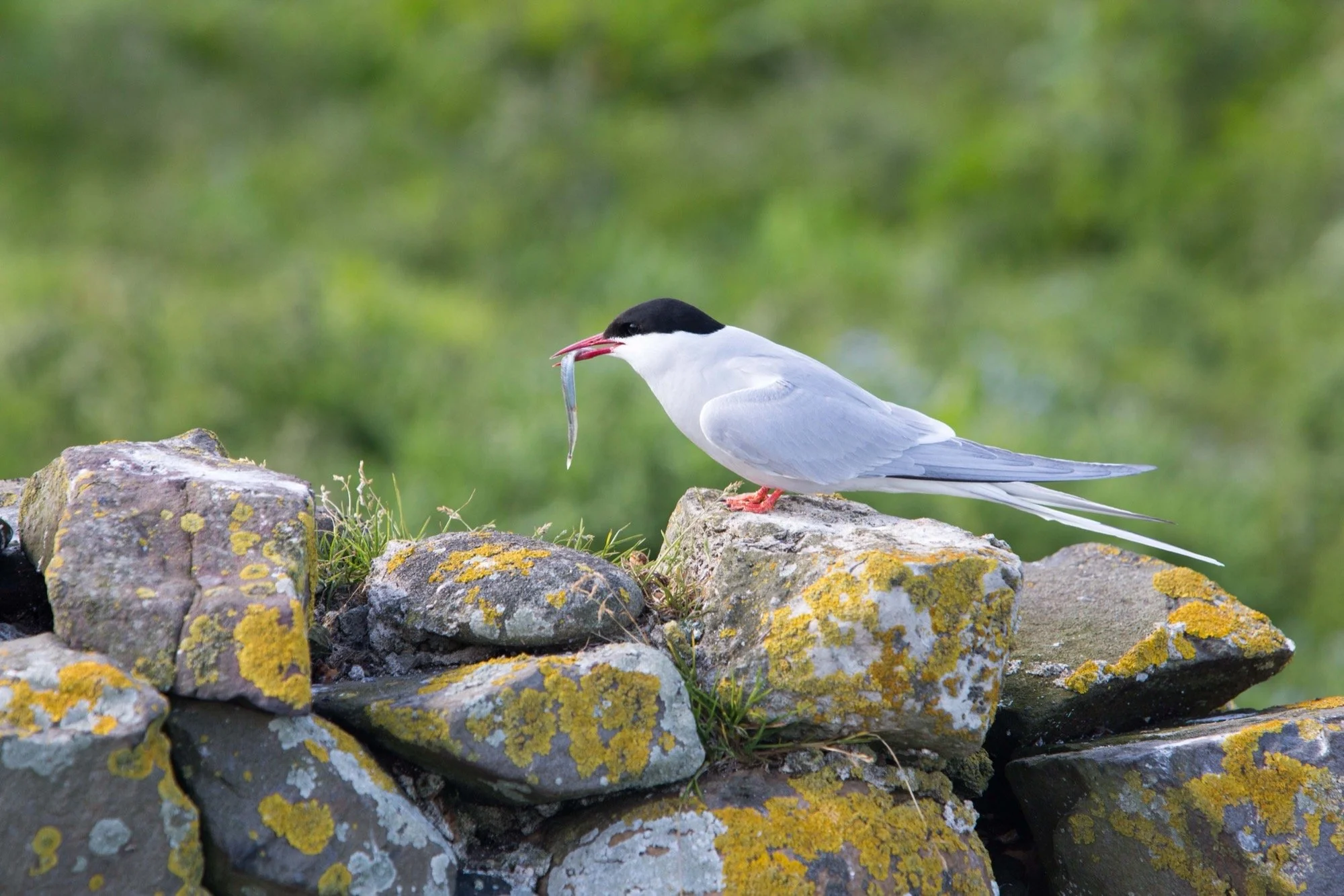 Farne Island (GB)