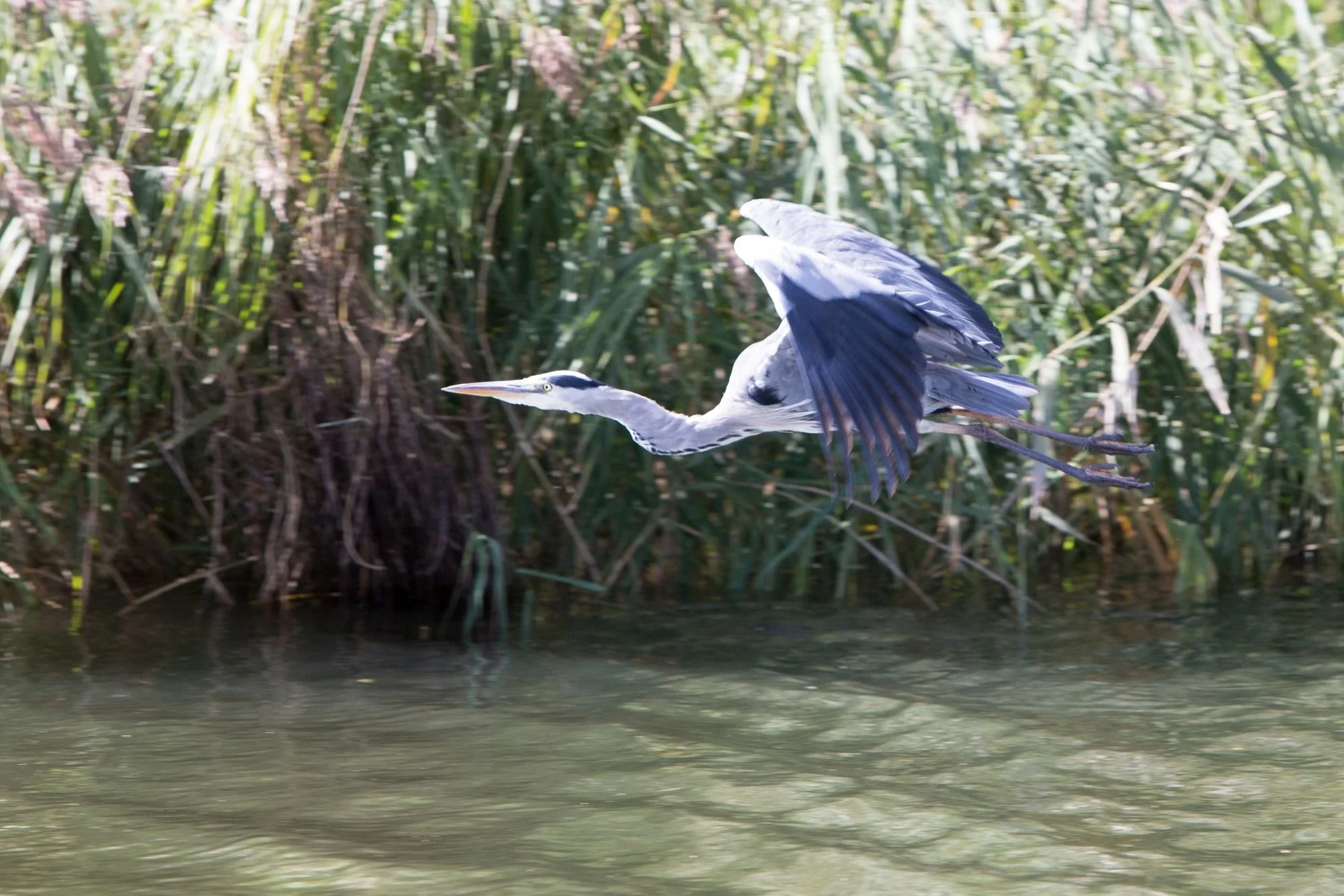 IMG_0541 s.jpg