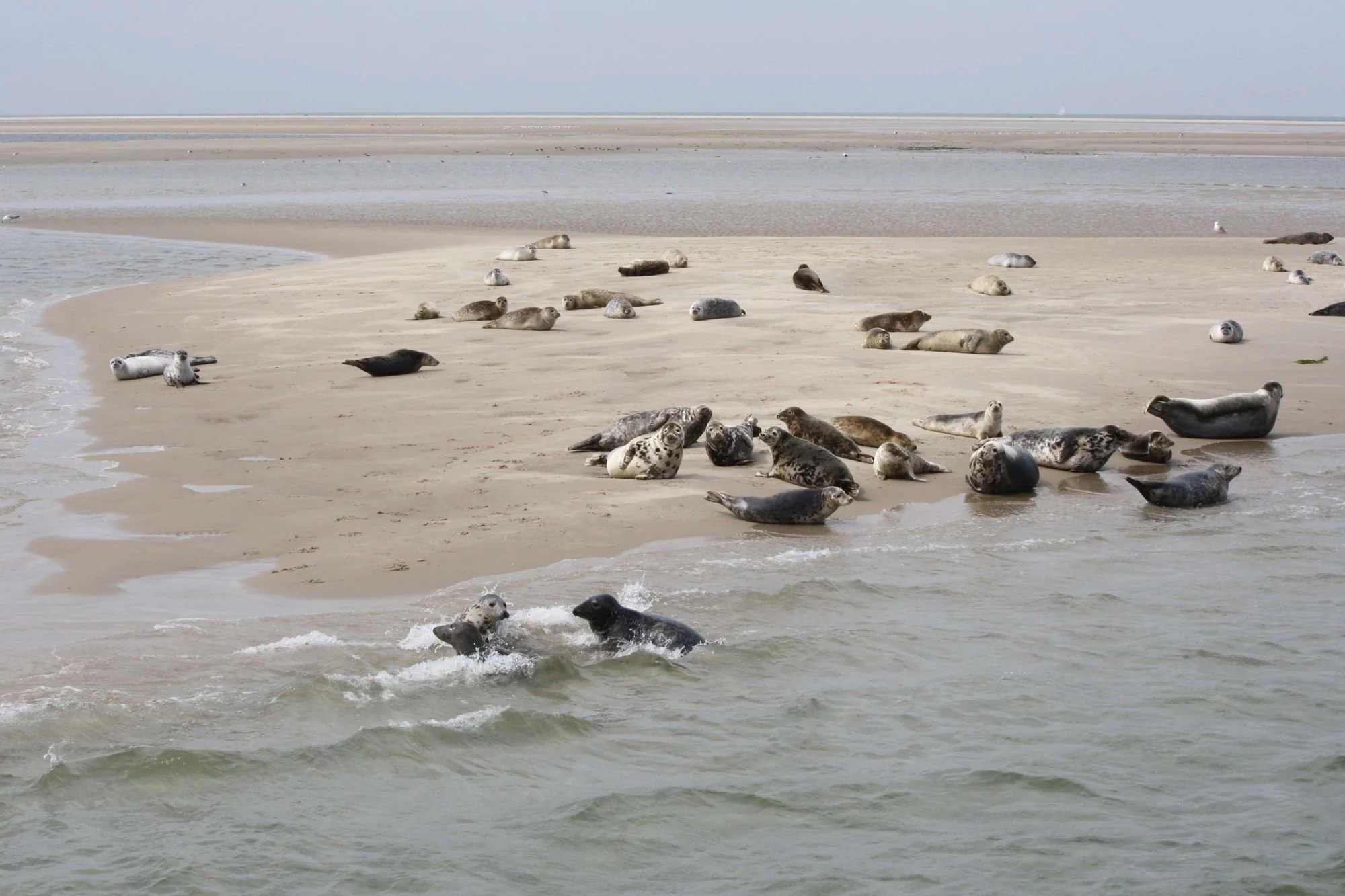 Tsg 2012 164 vxp.jpg