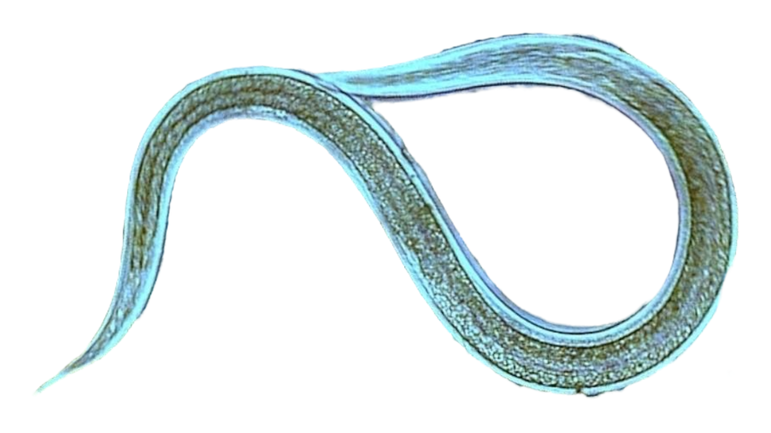 Microscopic image of a nematode.