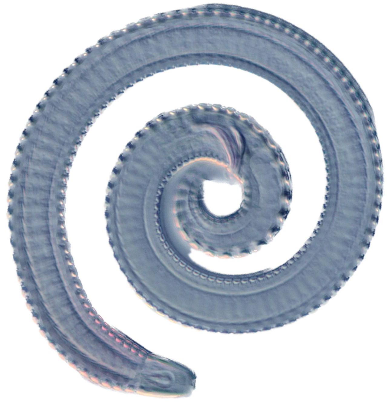 Pseudocoelomate's unoffical logo. A microscopic image of a nematode curled in a spiral pattern.