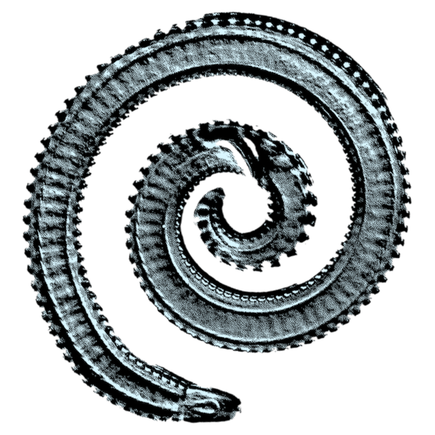 Stylized microscopic image of a nematode. Pseudocoelomate's unofficial logo.