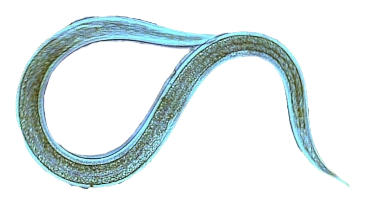 Microscopic image of a nematode.