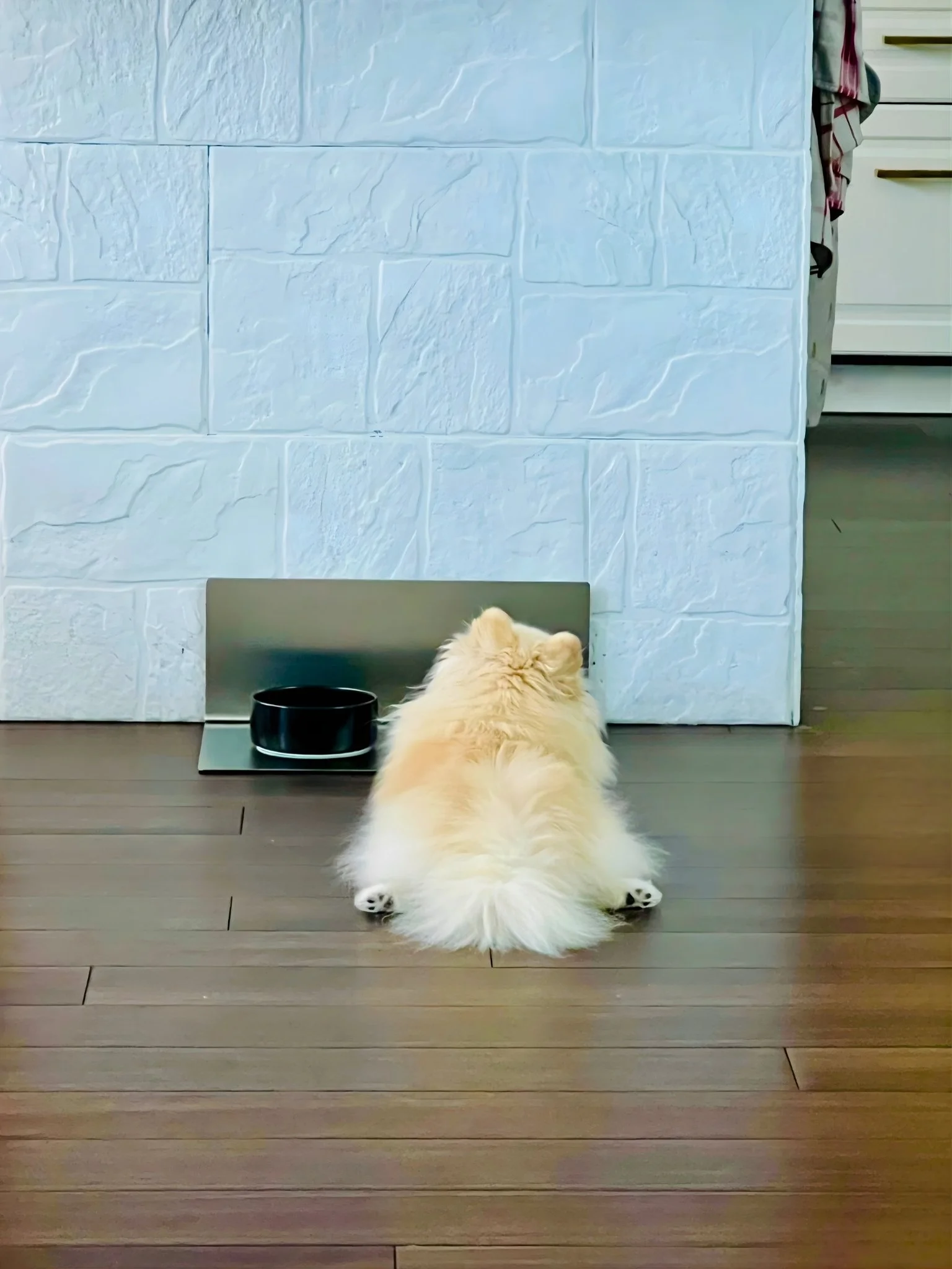 Kleiner Hund liegt am DineShield Futterplatz und schaut zur Napfunterlage – wartender Blick in der Küche