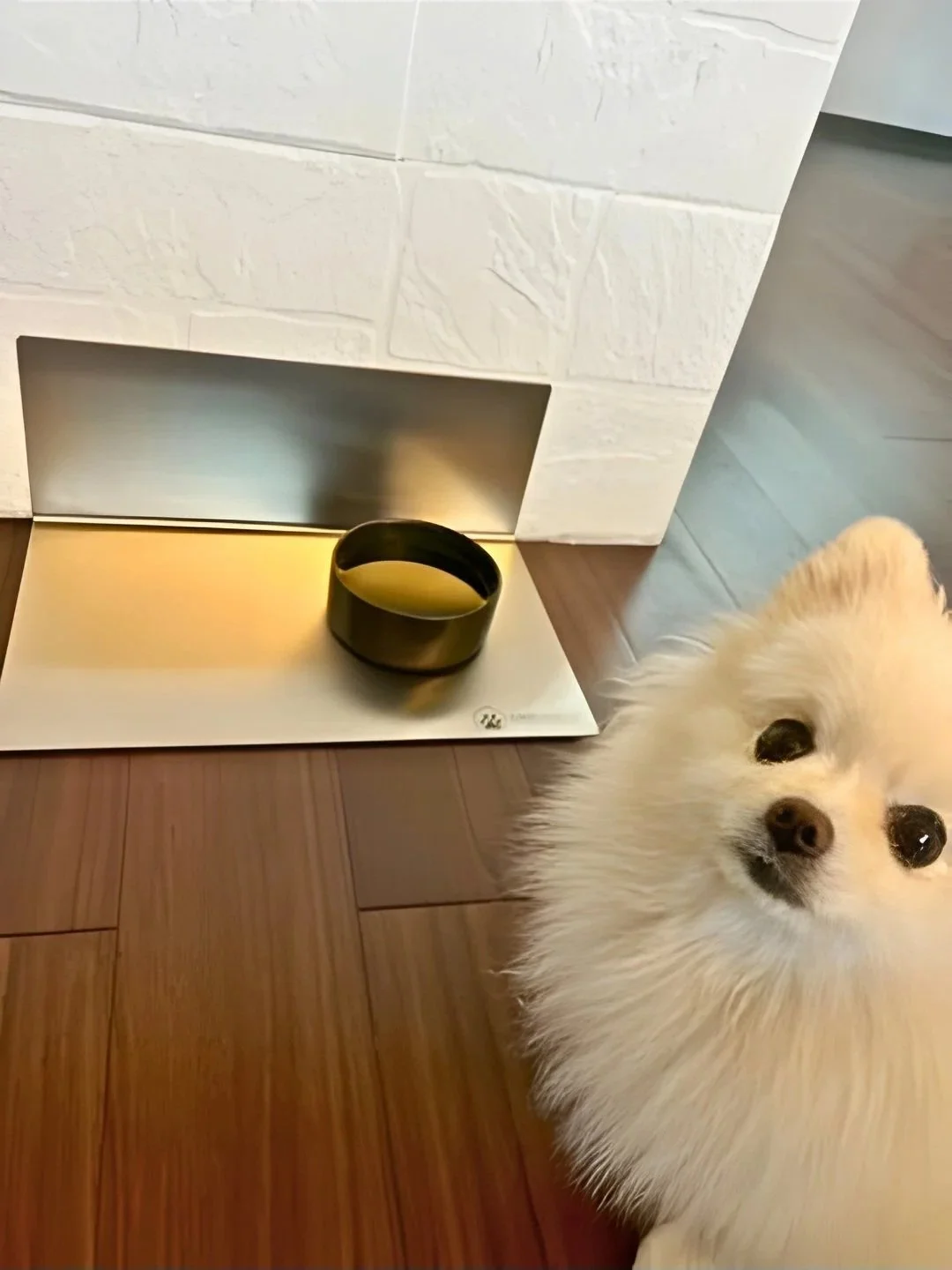 Kleiner Hund sitzt vor DineShield Futterplatz an der Wand – ein Napf mit Wasser, fragender Blick