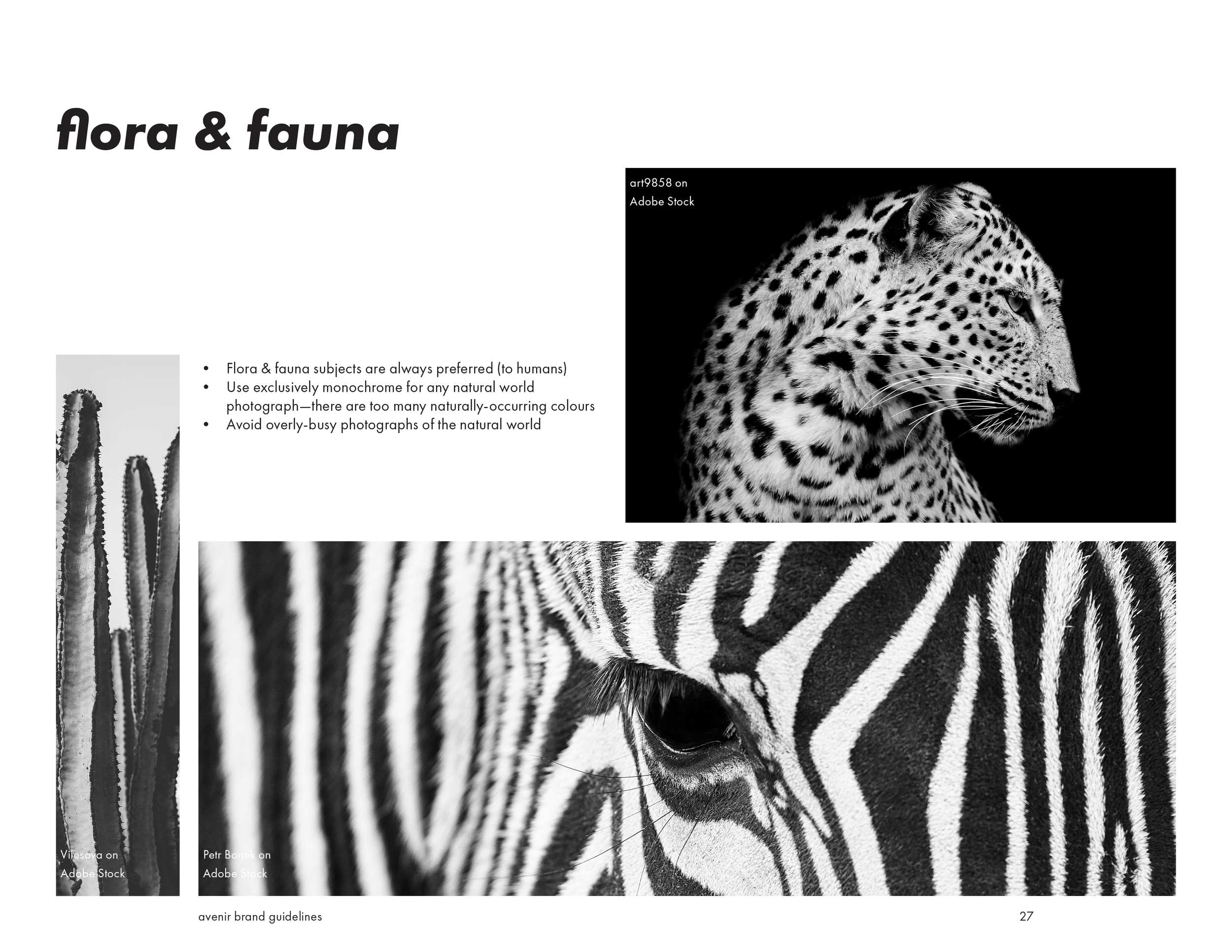 Black and white close-up photographs of a cheetah and a zebra showcasing their fur and patterns.