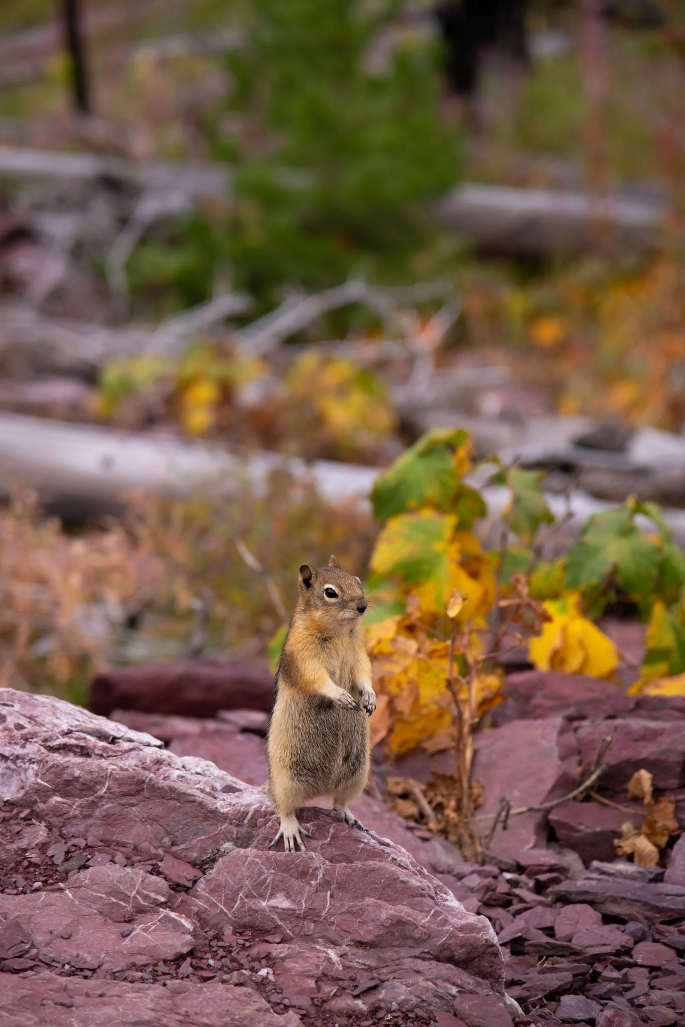 Aug/Sept 2025, Glacier National Park. Chipmunk perched up on a red rock