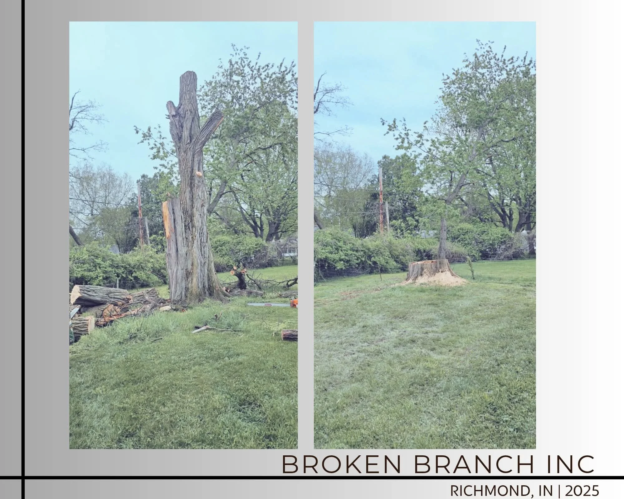Side-by-side comparison of a large, damaged tree trunk with limbs broken or cut, and a smaller, healthy tree stump in a grassy area. The scene is outdoors with trees and shrubs in the background, and the sky is partly cloudy. The bottom of the image 