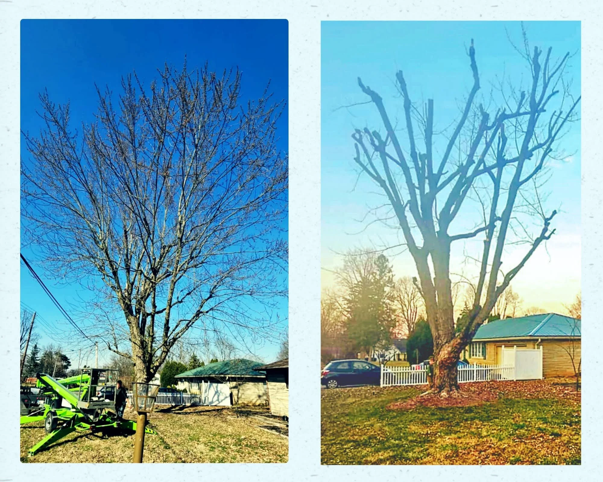 Comparison of two leafless trees in yards: the left tree is tall and thin, with many small branches; the right tree has a thicker trunk with larger branches and appears more pruned. Both trees are in residential areas with houses, fences, cars, and g