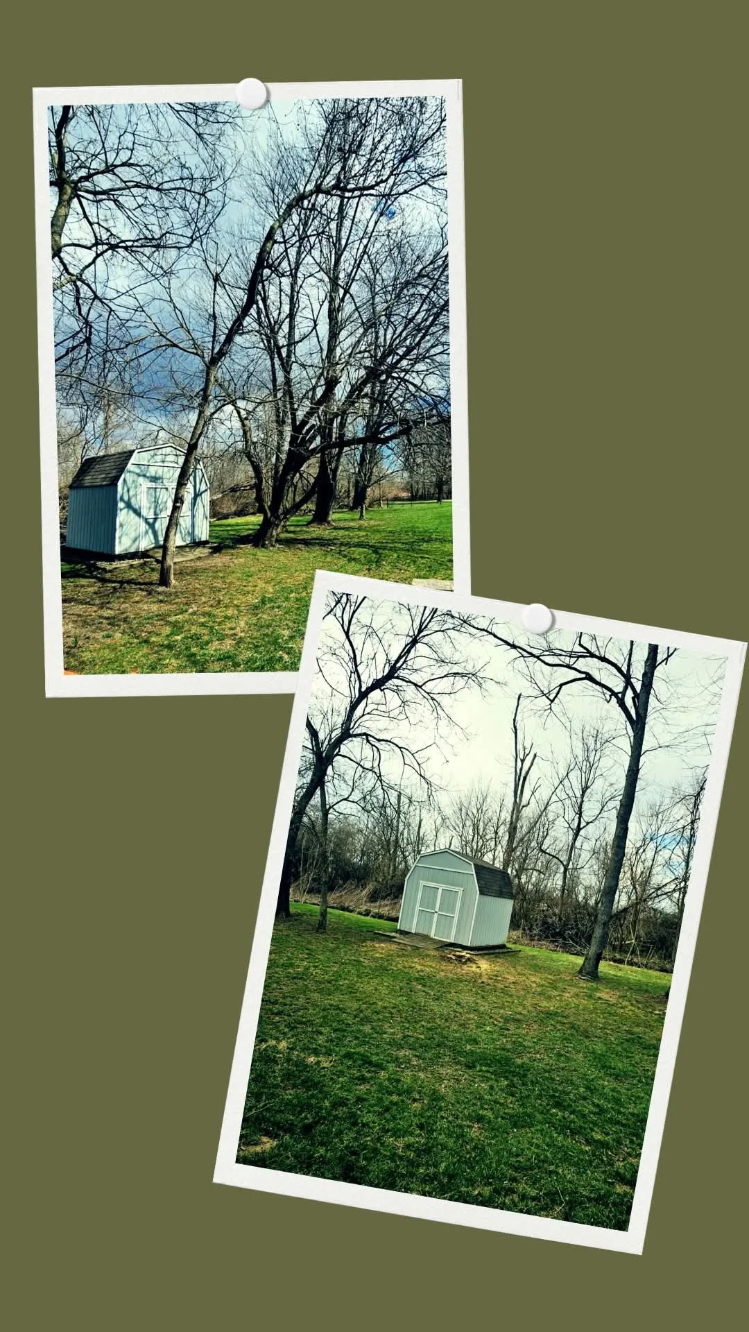 Two photos of a small white shed with a dark roof, surrounded by leafless trees and green grass, mounted on a green background.