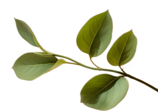 Sage green leaves representing growth and renewal at Sagelight Counseling Studio.
