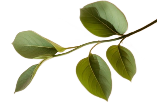 Sage green leaves representing growth and renewal at Sagelight Counseling Studio.