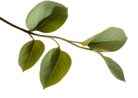 Sage green leaves representing growth and renewal at Sagelight Counseling Studio.