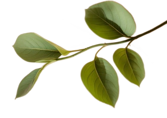 Sage green leaves representing growth and renewal at Sagelight Counseling Studio.