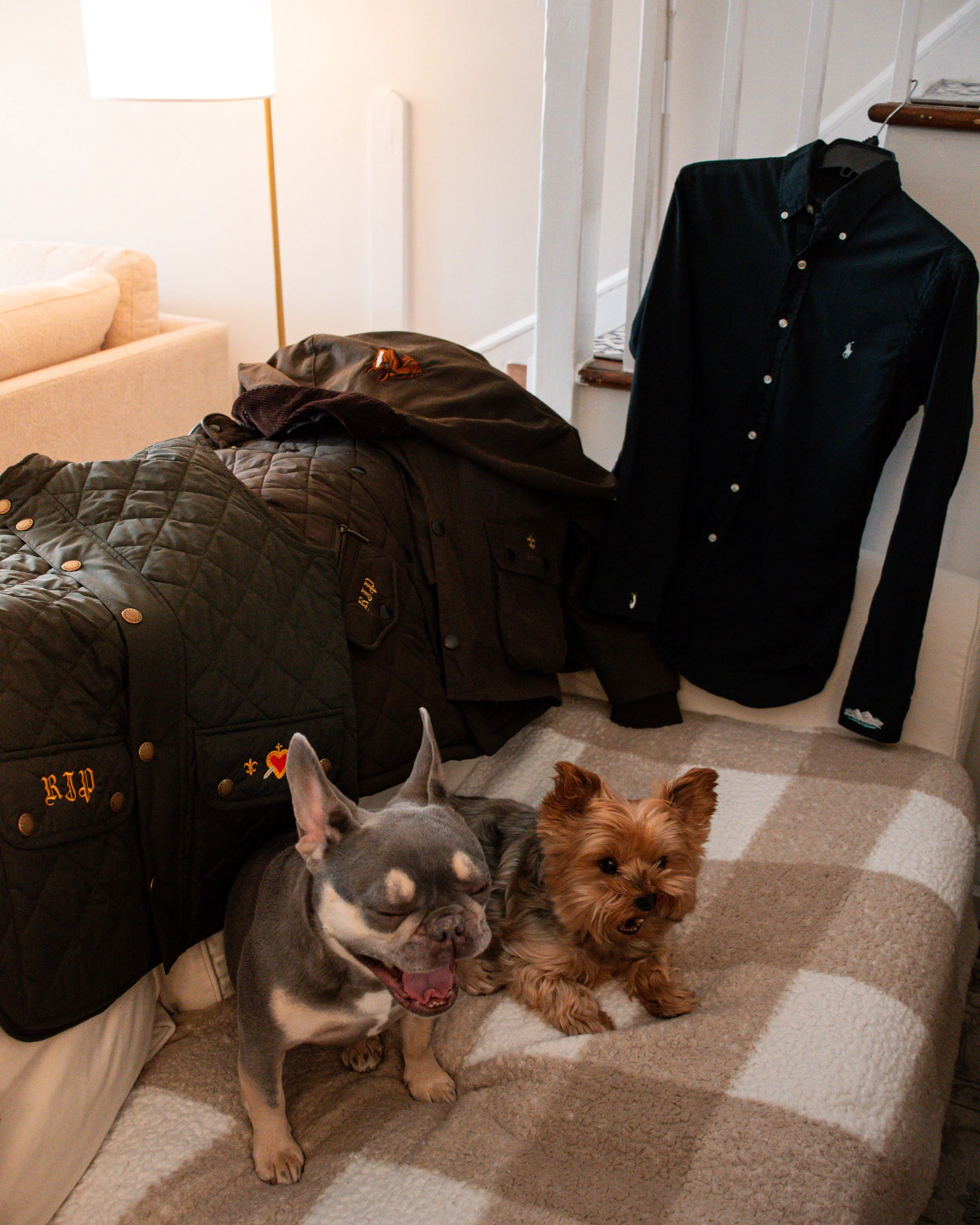 Two dogs sitting on a beige checkered blanket on a couch, with clothing items hanging on the back of the couch, including a black jacket and a navy blue button-up shirt.