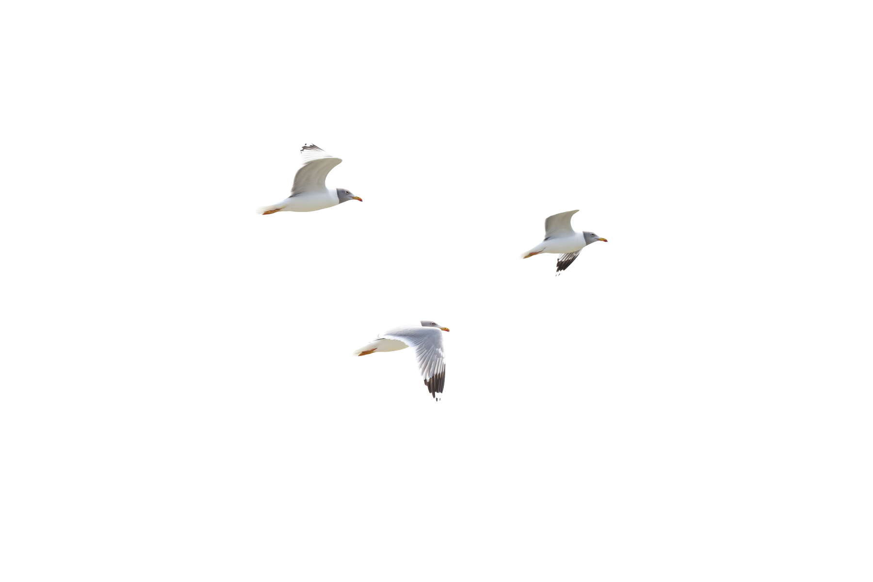 Diagram showing three seagulls flying at different altitudes with flight parameters such as altitude, airspeed, heading, pitch, and roll indicated.