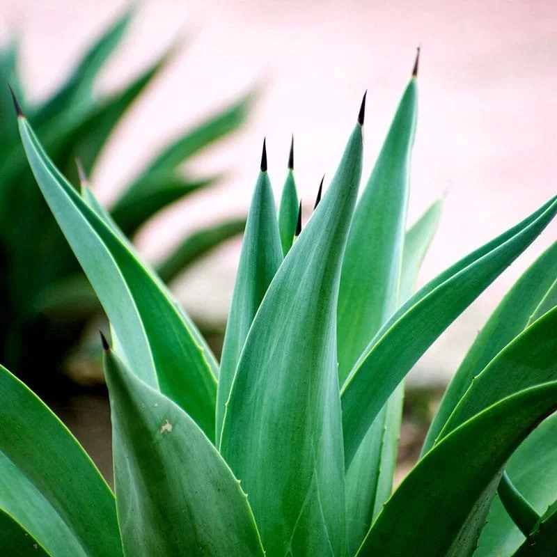 Emerald Agave