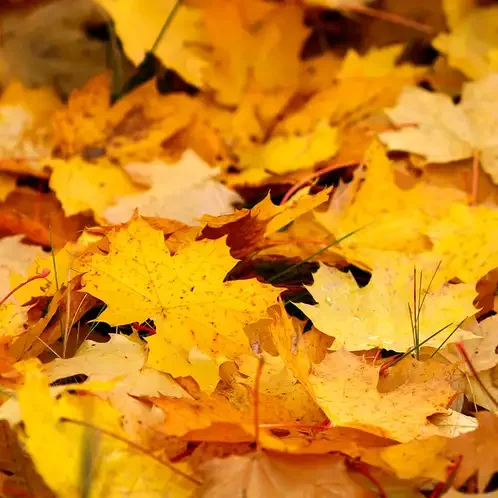 Fallen Leaves