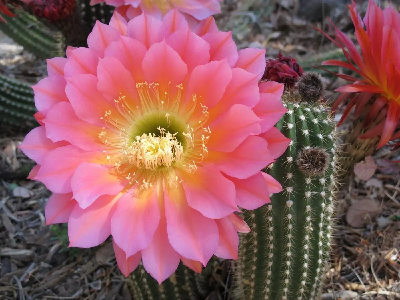Cactus Flower