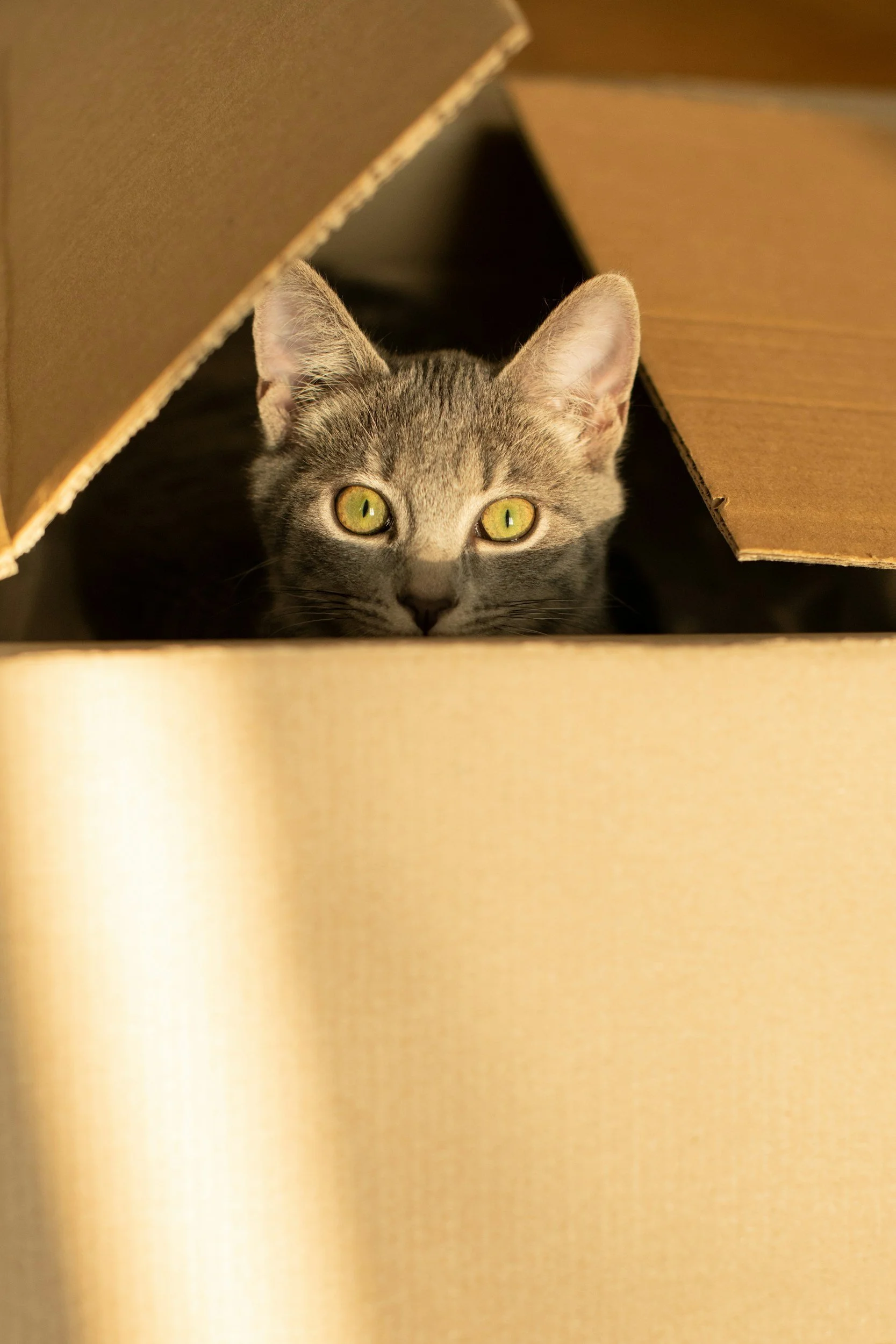 Gray tabby cat with yellow eyes peeking out from a cardboard box.