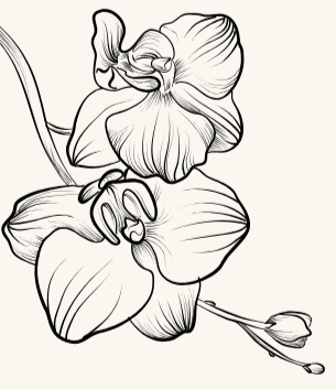 Two orchid blooms and two budding blooms on a stem.