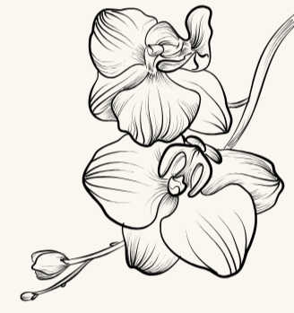 Two orchid blooms and two budding blooms on a stem.