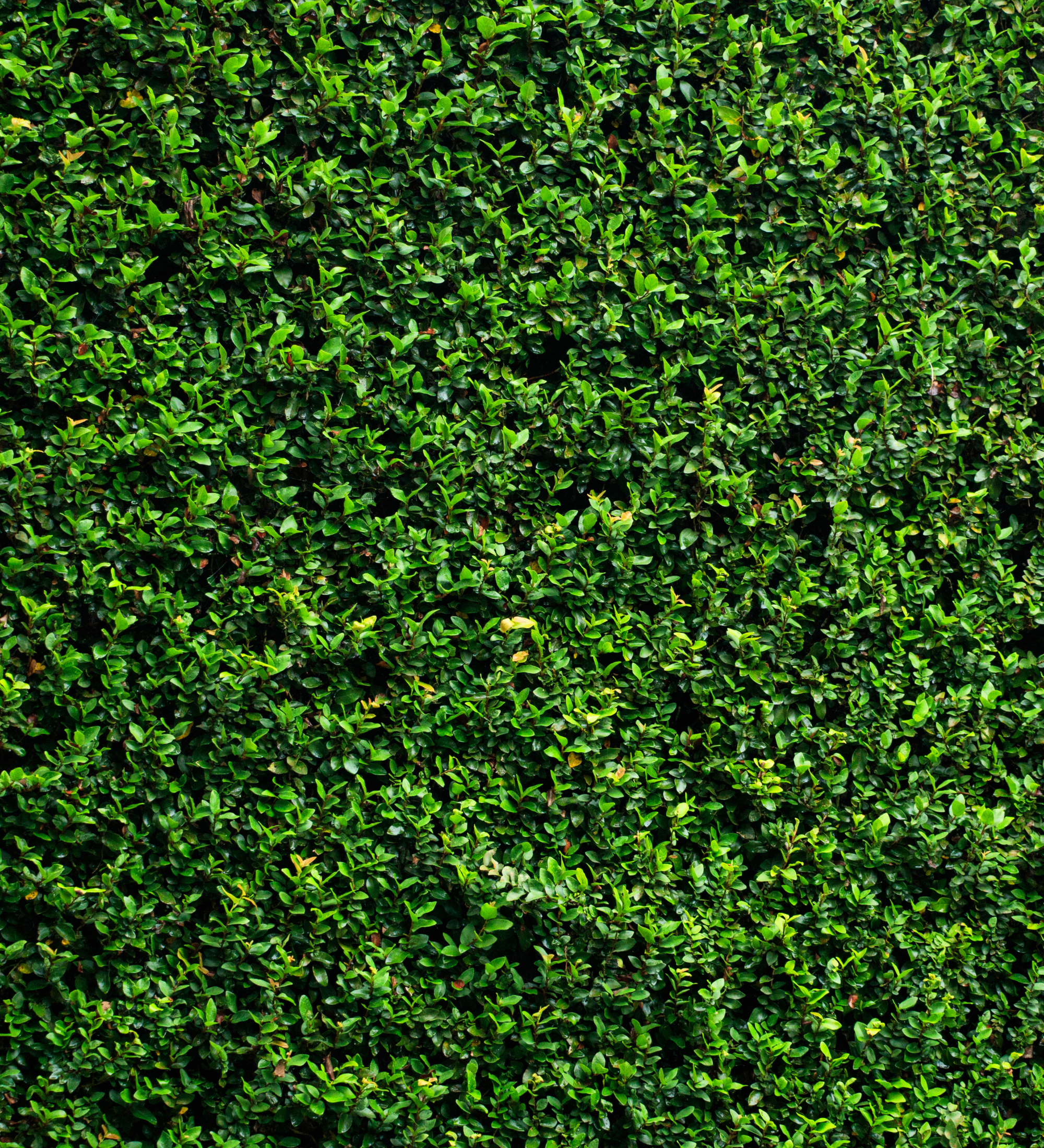 Hedge Hog Close Up (Ideal for weddings)