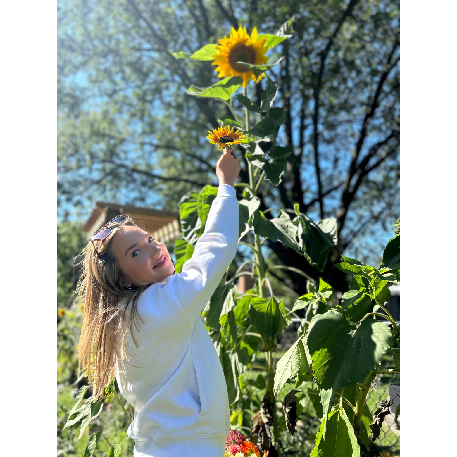 A smiling woman with long blond hair, sunglasses on her head, wearing a white hoodie, is reaching up to touch a sunflower in a garden on a sunny day. There are green leaves and a tree with new leaves in the background.