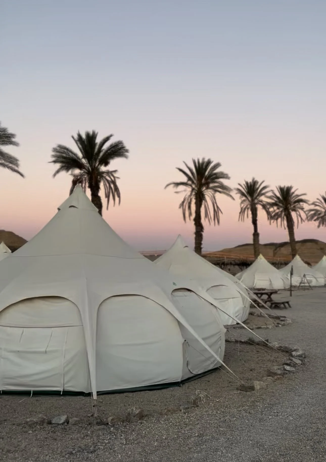 A desert scene with white tents and tall palm trees at sunset or sunrise.